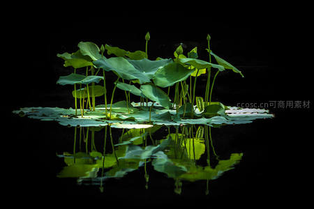 暗夜池塘中荷叶倒影如画