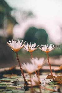 晨雾中几朵白睡莲静静盛开