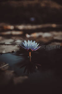 静谧水面绽放的蓝色睡莲