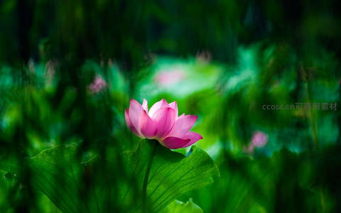 朦胧绿意中绽放的粉荷