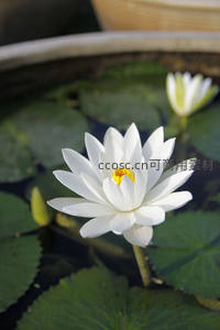 洁白睡莲静立池中，黄蕊点缀如星