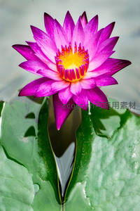 紫红睡莲映水中央，黄蕊如炬耀目