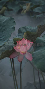 雾霭中的粉荷，朦胧诗意惹人怜