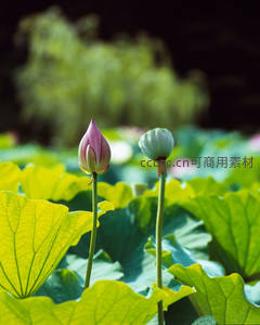 荷塘初绽，粉绿花苞迎风立