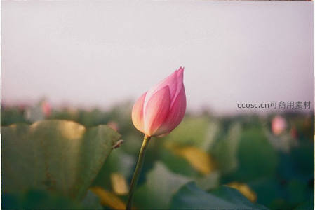 晨曦中的粉色荷花含苞待放