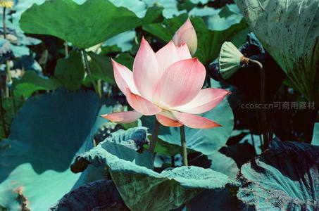 盛放的粉红莲花在绿叶间摇曳