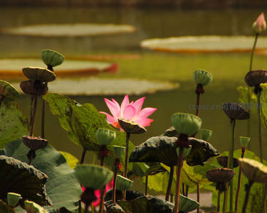 夕阳下的粉莲盛开，荷塘满目生机