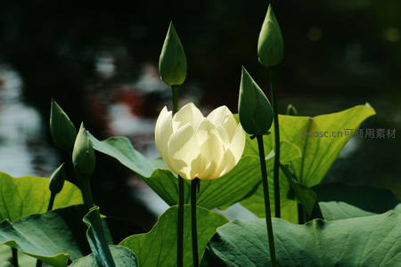洁白莲花在绿叶间绽放，阳光穿透花瓣