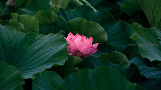 粉红莲花静卧深绿荷叶丛中，娇艳欲滴