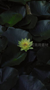 暗影中绽放的黄睡莲如夜明珠