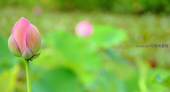 粉嫩荷花苞静立碧水之上