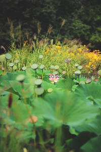 荷塘盛景莲蓬与繁花相映