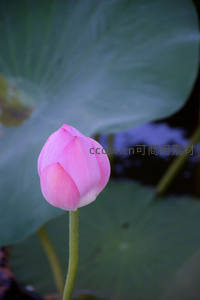 晨曦中粉荷含羞待放
