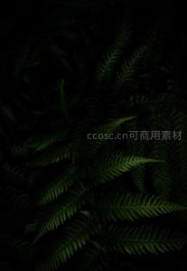 暗夜中发光的蕨叶轮廓