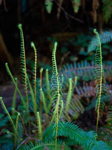 森林中新生蕨芽向上伸展的姿态