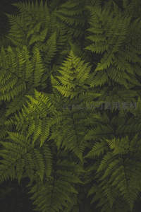 深绿蕨叶交织成的天然纹理背景