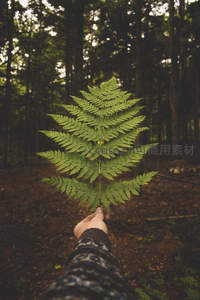森林中手握一片完整蕨叶的瞬间