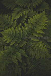 俯拍视角下茂密蕨类形成的绿色地毯