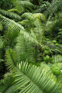 热带雨林中繁茂棕榈与蕨类共生景象