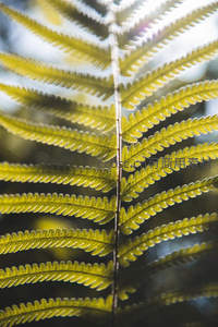 阳光穿透下透亮的蕨叶脉络细节