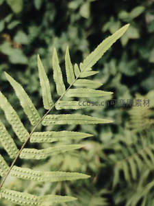 背面布满孢子囊的蕨类叶片近景