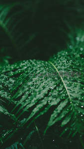 雨后深绿蕨叶上晶莹剔透的水珠