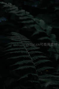 暗影中的蕨叶剪影