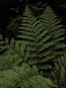 茂密蕨丛的深绿世界