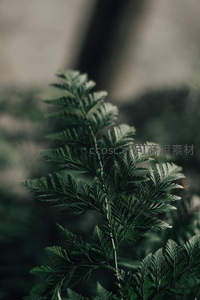 复古色调下的蕨叶细节