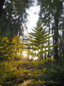 阳光穿透森林，蕨叶在光影中舒展