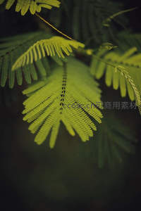 嫩绿羽状复叶在暗影中透出光亮