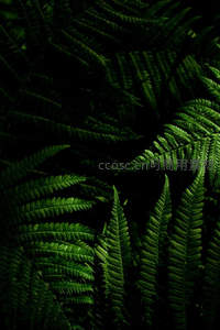 深邃绿意中的蕨类植物群落