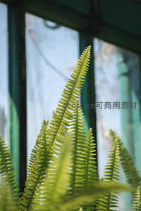 窗边蕨叶迎着天光优雅生长