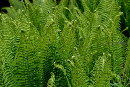 卷曲新芽破土而出，蕨类植物生命律动