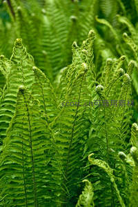 嫩绿蕨芽向上生长，自然界的优雅螺旋