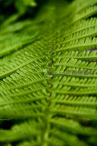 翠绿蕨叶的细腻纹理特写
