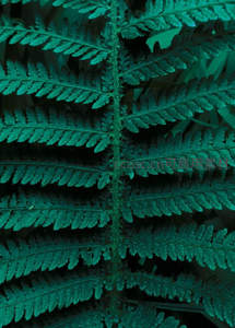 深邃蓝绿蕨叶的对称构图