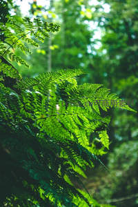 阳光穿透林间蕨叶的瞬间