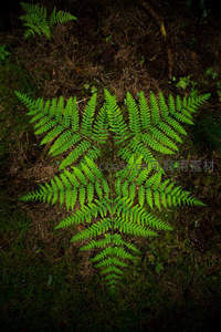 俯拍视角下的完整蕨叶形态