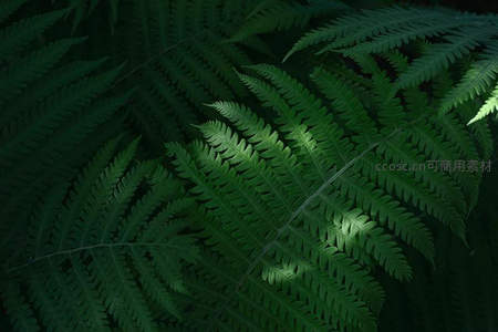 暗影中的蕨叶纹理特写