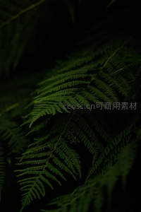 黑暗中若隐若现的蕨影