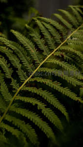 细茎蕨叶的自然姿态