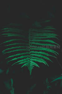 墨绿背景下孤寂的蕨叶