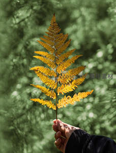 手中金黄蕨叶映衬绿意