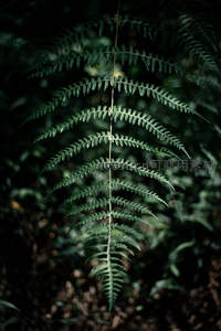 单片蕨叶在林间光影中