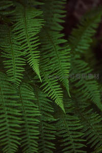密集蕨叶展现的绿色韵律