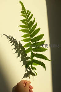 手握蕨叶，光影交错投射出唯美剪影