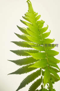 纯净背景下的蕨叶特写，展现自然纹理