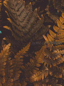 秋日枯黄的蕨叶，层叠交织成复古纹理