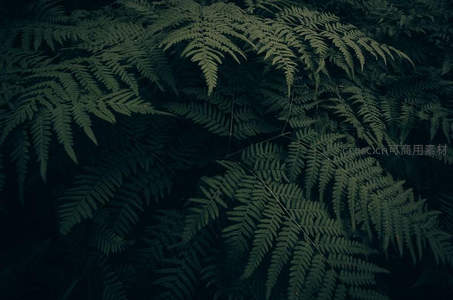 深绿蕨叶在幽暗森林中层层叠叠
